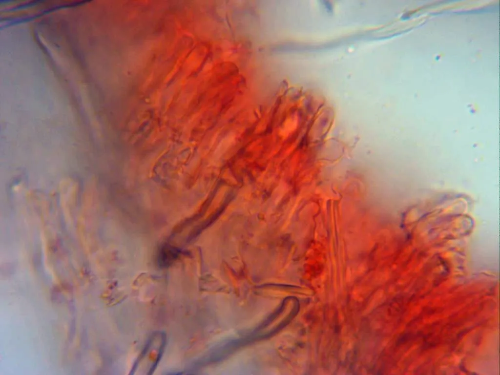 Microscopía de Trichaptum fuscoviolaceum - 10 - Basidios x 1000